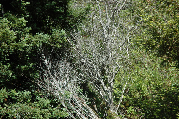 Soberanes Canyon 070.jpg